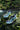SWINGY Q WS **Cirrus Blue**